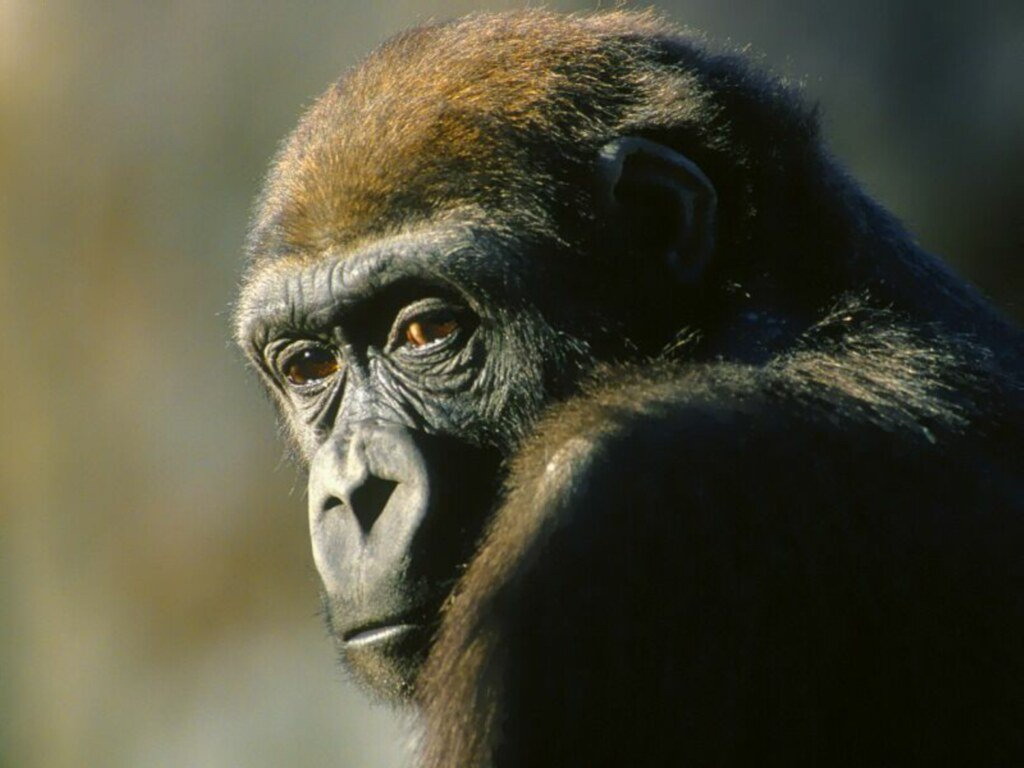 sighting look great apes