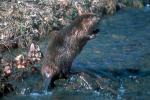 muskrat enters river