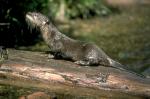 weasel on the tree