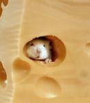 mouse in cheese