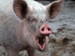 hog roars