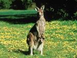 kangaroo with her cub