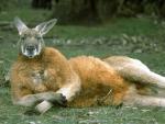 Kangaroo poses as a top model