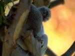 Koala sleeping in a tree