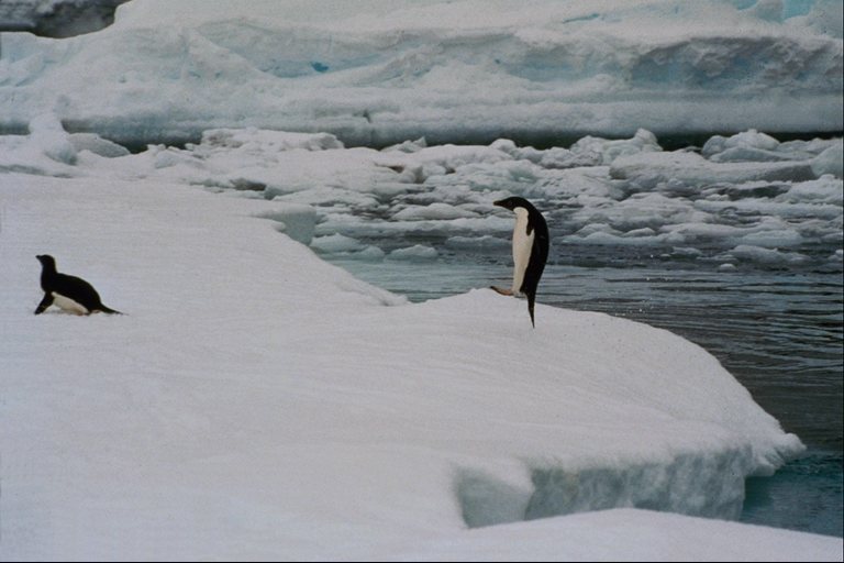 two penguins on an ice floe