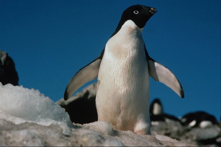 Penguin in the post