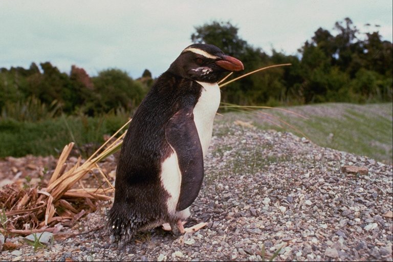 penguins breed