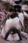 penguins warm their cubs