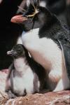 Penguin's brood