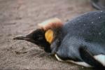 Emperor penguin lying on his belly