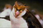 Penguin sleeps