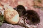 Penguin hatched from eggs