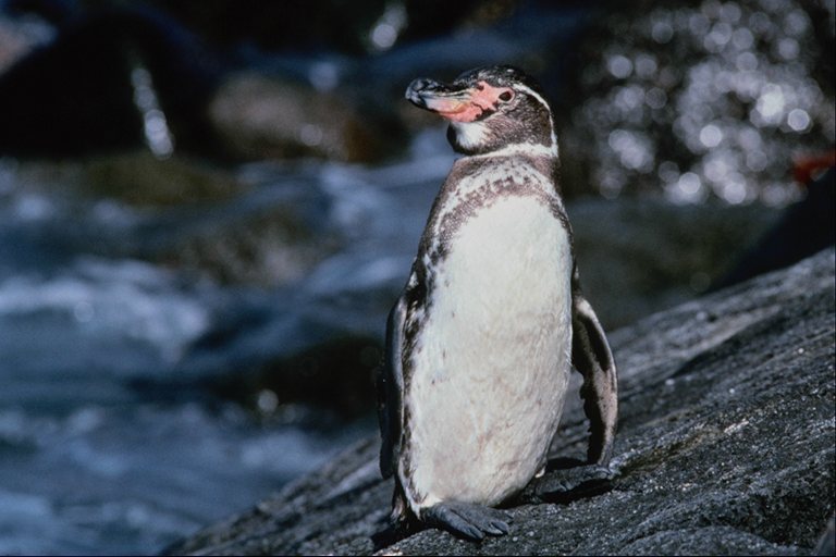 Penguin strayed from the flock