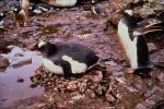 Penguin incubates her young