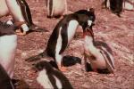 feeding the baby penguins