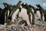 Penguin's cub hides behind her mother