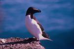 Penguin on the brink