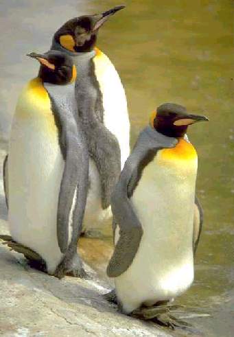Three King Penguins.jpg