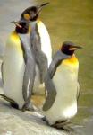 Three King Penguins.jpg