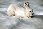 Bunny is hiding in the snow