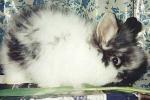 Dinka_angor_rabbit_1_.jpg