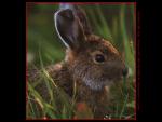 hare.jpg