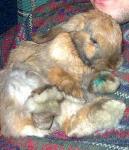 Rabbit_Regina05_1_.jpg