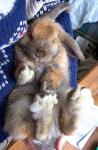 Rabbit in the hands of the mistress