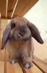 rabbits develops his house