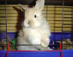 Tatiana_rabbit03__1_.jpg