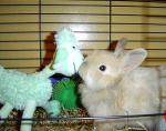 Tatiana_rabbit04__1_.jpg