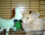 Tatiana_rabbit04__1_.jpg