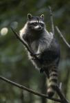 Raccoon is hiding from enemies