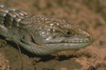 reptile's head close up
