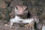Photo lizard on the rocks