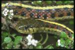 Photo crawling snakes