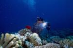Diver examines the seabed