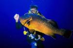 diver feeds the fish