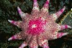 Picture starfish