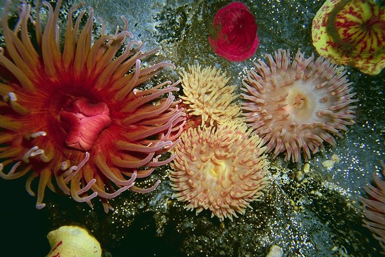 colorful flowers on the sea floor