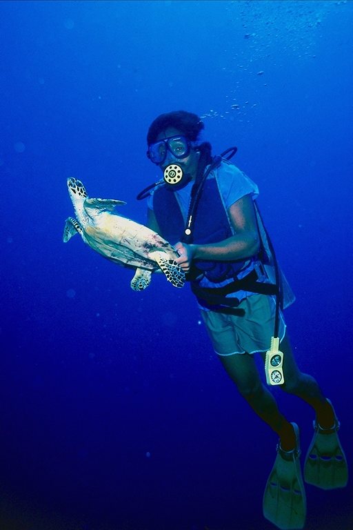 divers with sea turtle