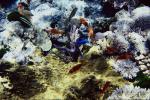 a lot of fish swimming in coral