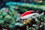 rudd fish