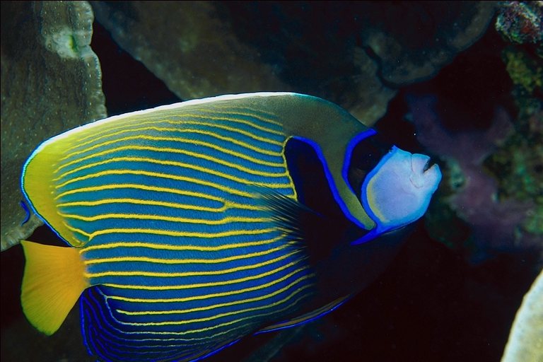 striped tropical fish
