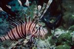 fish with colored fins