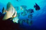 flock of ocean fish