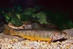 salmon resting on the sea bottom