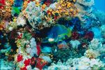 fish bliss in a bouquet of flowers
