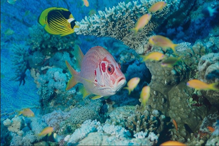 perch changes color