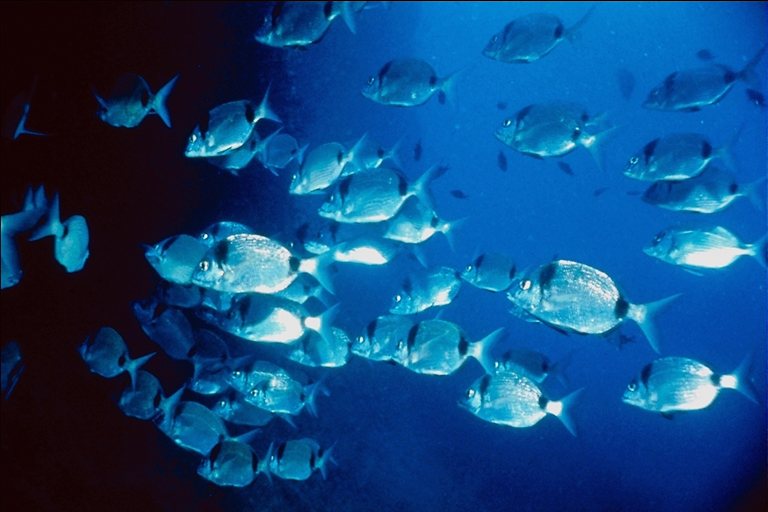 Photography with a flock of blue fish